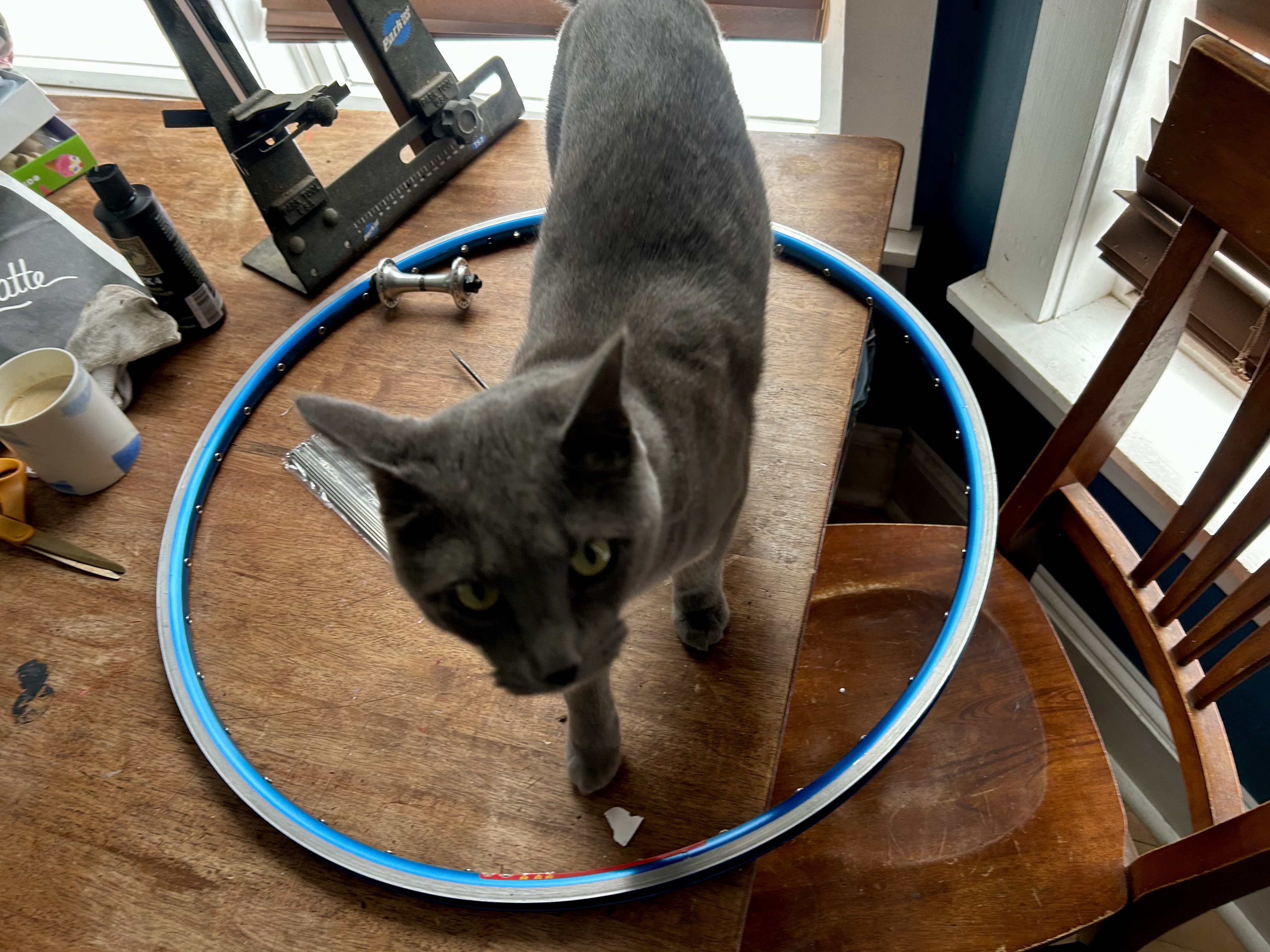 My cat Ghost helping to build the front wheel